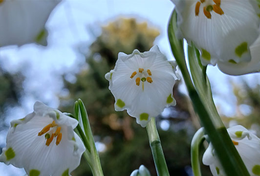 Kennenlernangebot zum Frühlingsstart von Kinesiologin Michaela LAng