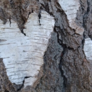 Kinesiologin Salzburg, Michaela Lang