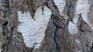 Krafttierreise Krafttierreise