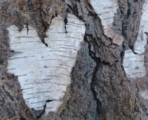 Kinesiologin Salzburg, Michaela Lang